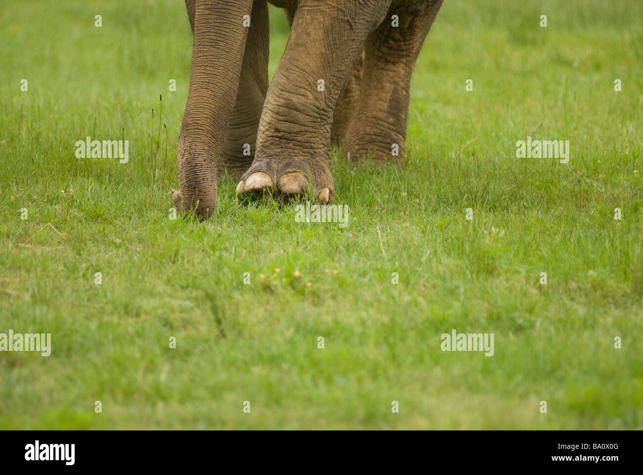 Riddle's Elephant and Wildlife Sanctuary in Greenbrier, Arkansas. Stock Photo