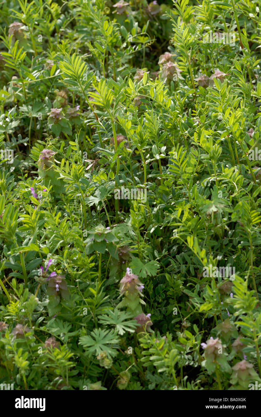 Weed weeds weedy hi-res stock photography and images - Alamy