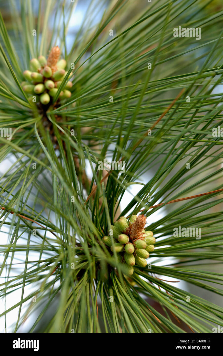 New Immature pine cones Stock Photo