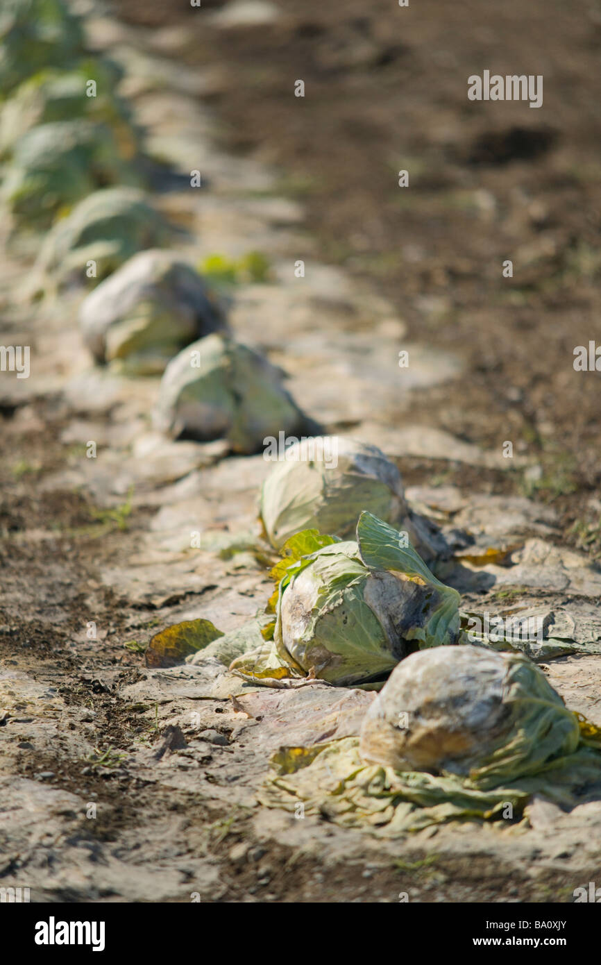 Cabbage of passing the winter Stock Photo Alamy