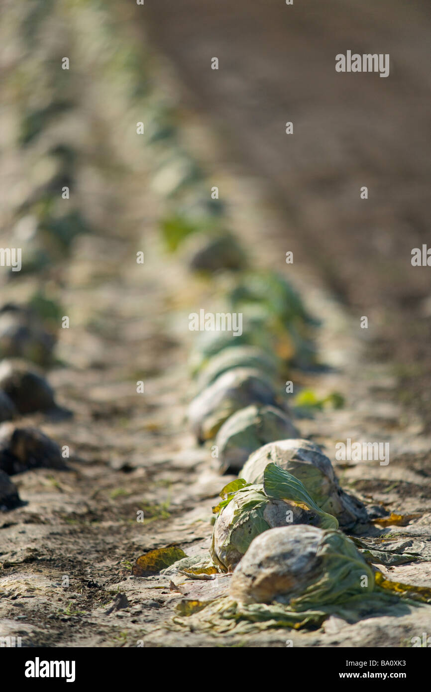 Cabbage of passing the winter Stock Photo Alamy