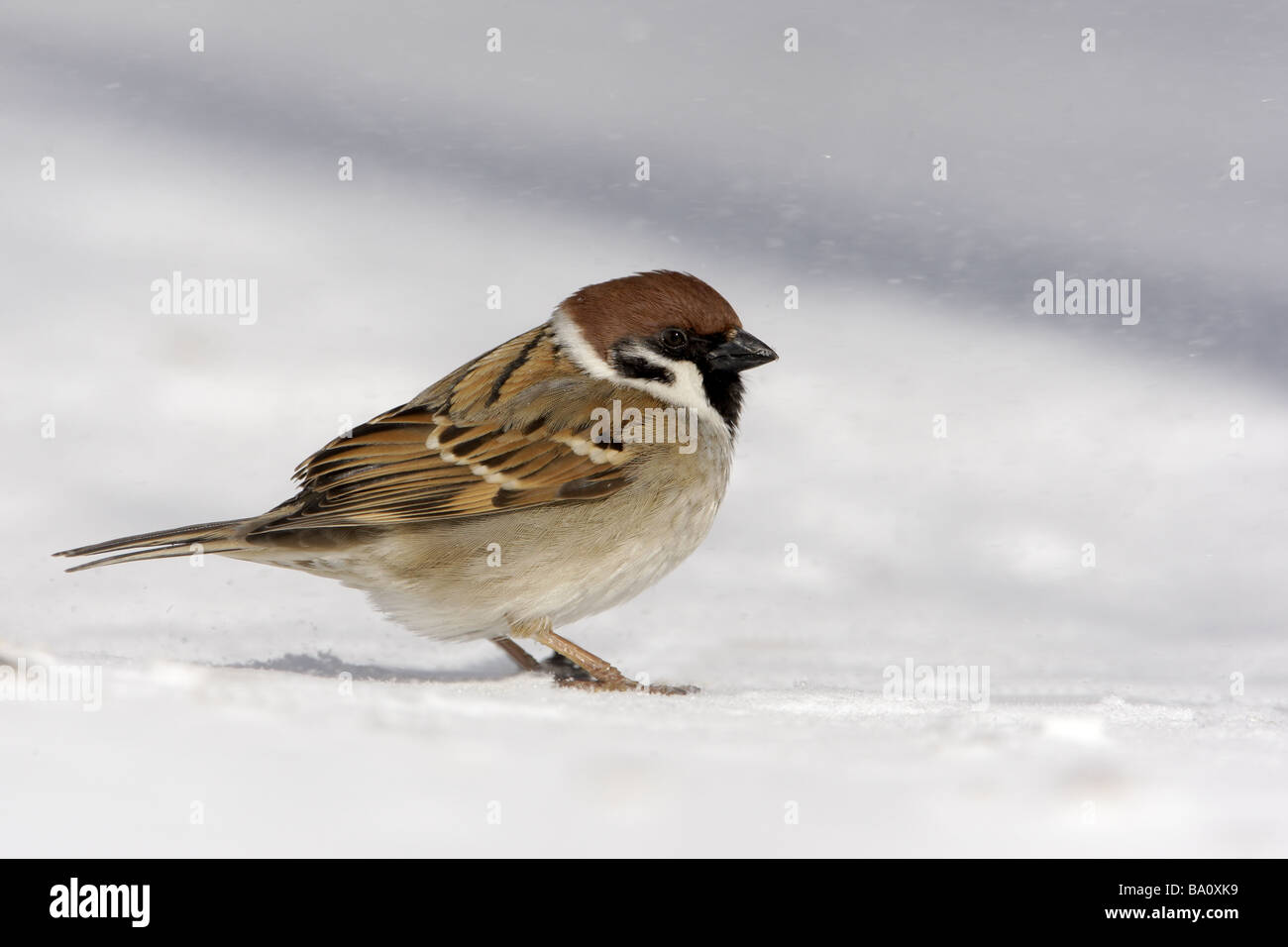 Tree sparrow Passer montanus Japan winter Stock Photo - Alamy