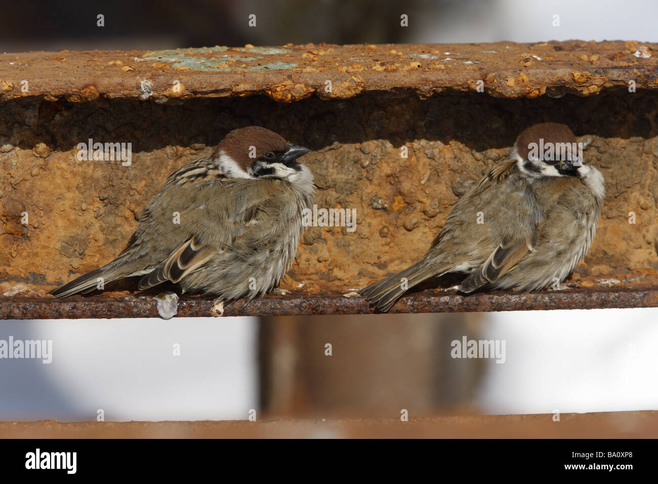Tree sparrow Passer montanus roosting Japan winter Stock Photo