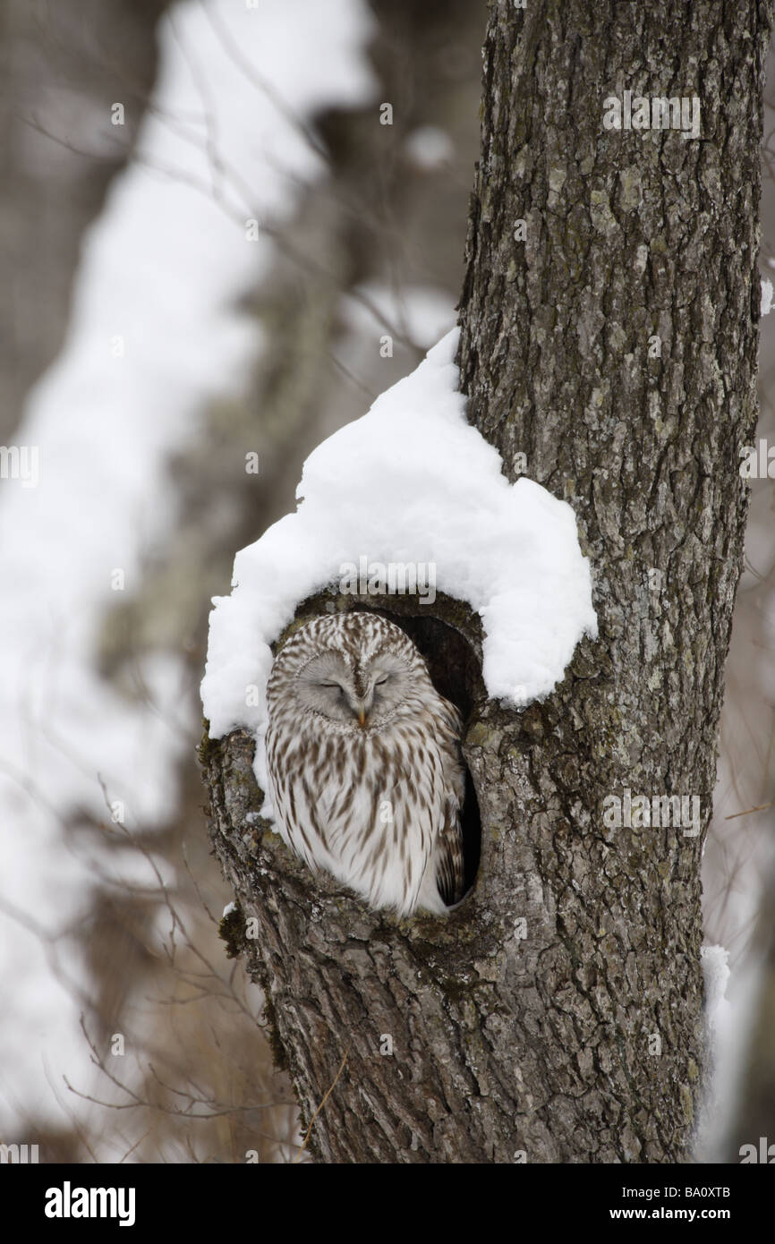 Ural owl Strix uralensis roost Japan winter Stock Photo Alamy