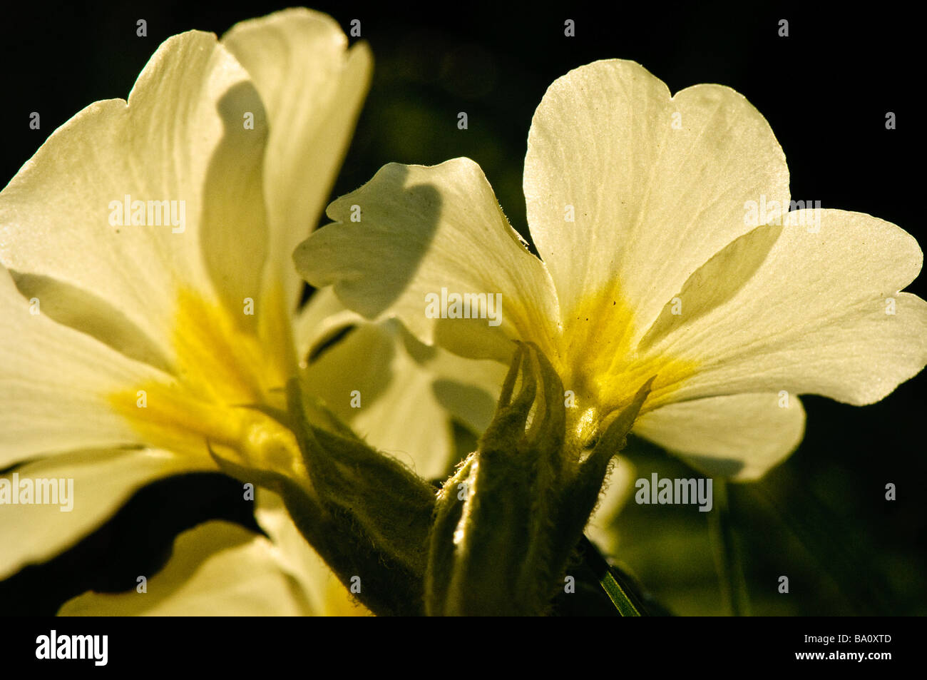 Primrose flower.  (Primula vulgaris) Stock Photo