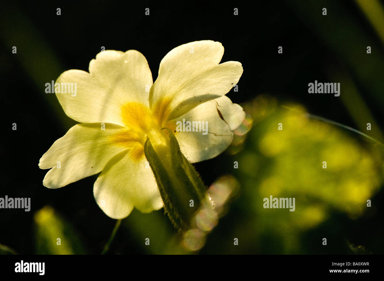 Primrose flower.  (Primula vulgaris) Stock Photo