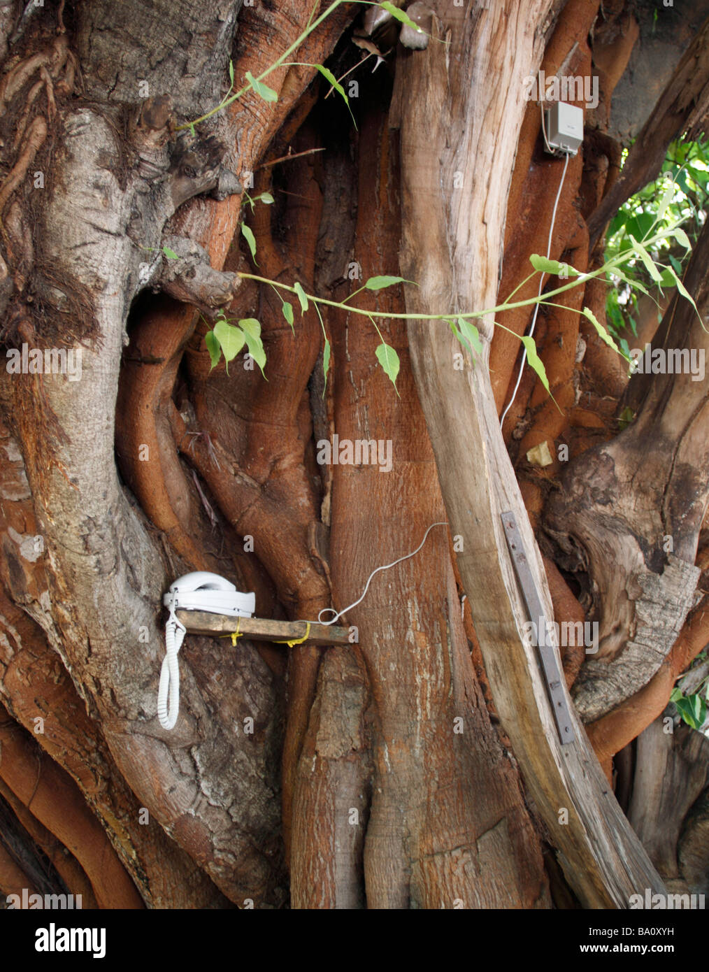 Telefon befestigt und installiert in einem Baum der am Parque de Colon in Santo Domingo steht xxxxx Stock Photo