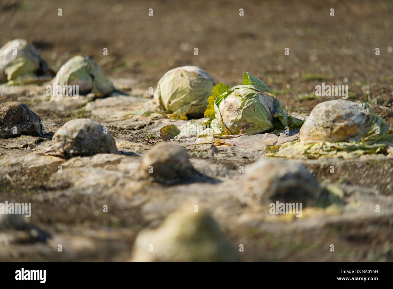 Cabbage of passing the winter Stock Photo Alamy