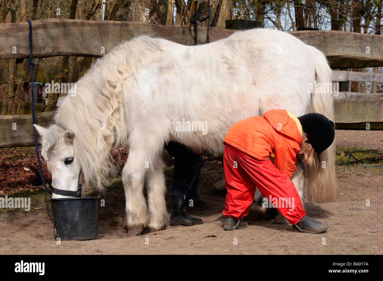 a young girl cleaning her pony´s hooves Stock Photo