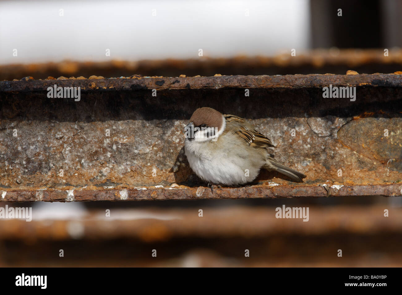 Tree sparrow Passer montanus roosting Japan winter Stock Photo