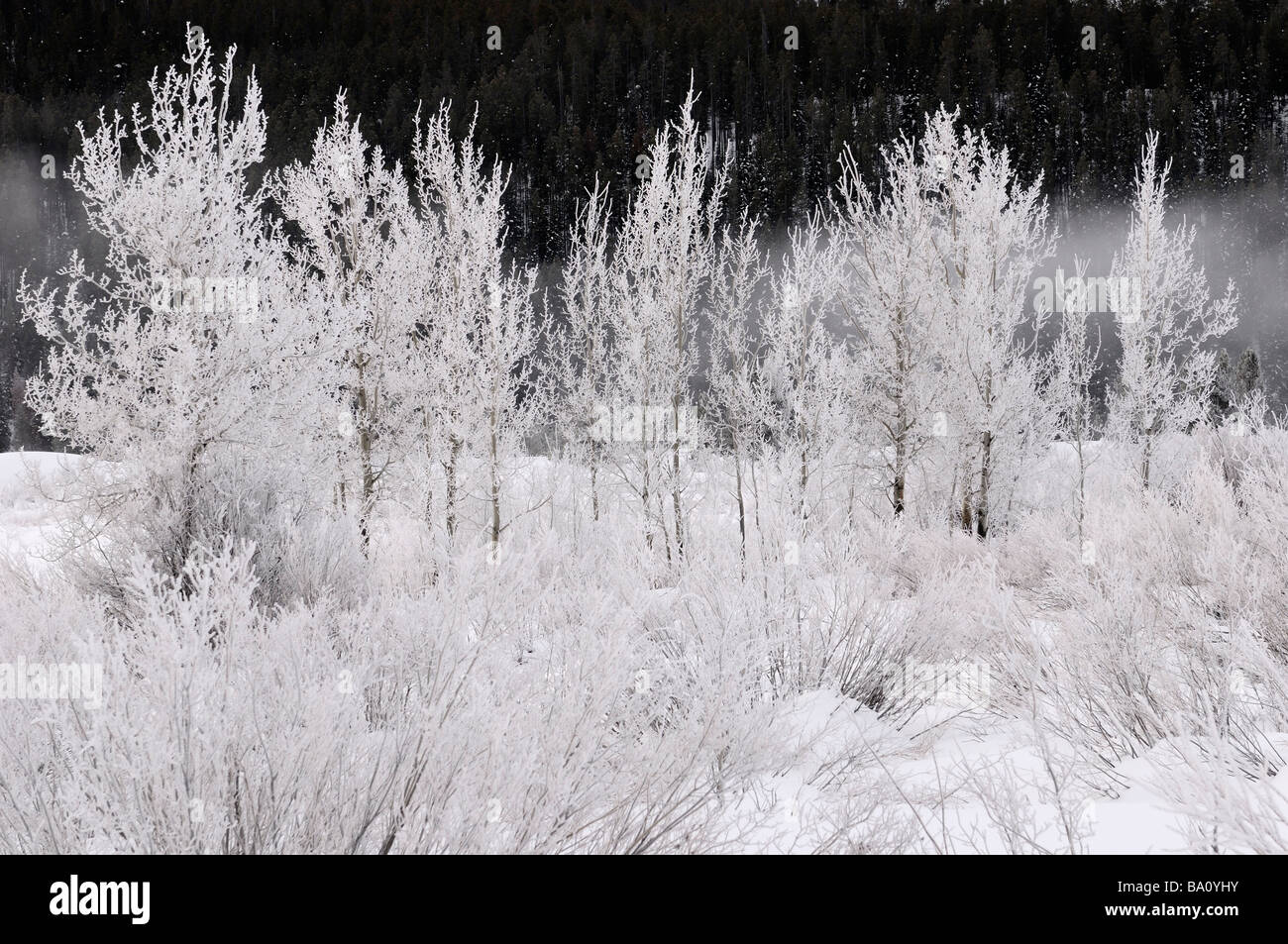 Trees and bushes covered in frost on a cold morning at Oxbow Bend on the Snake River against dark Signal Mountain in Grand Teton Wyoming Stock Photo