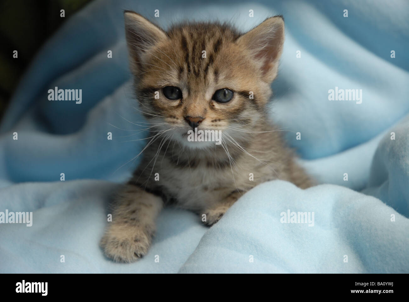 tabby kitten, 5 weeks old Stock Photo