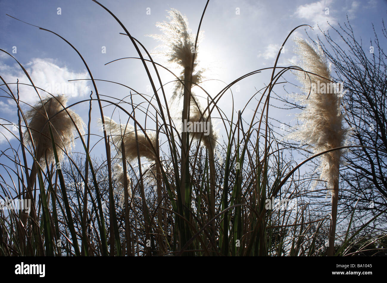 Coloured Pampas Grass Cortaderia Selloana Cortaderia Dyed Black