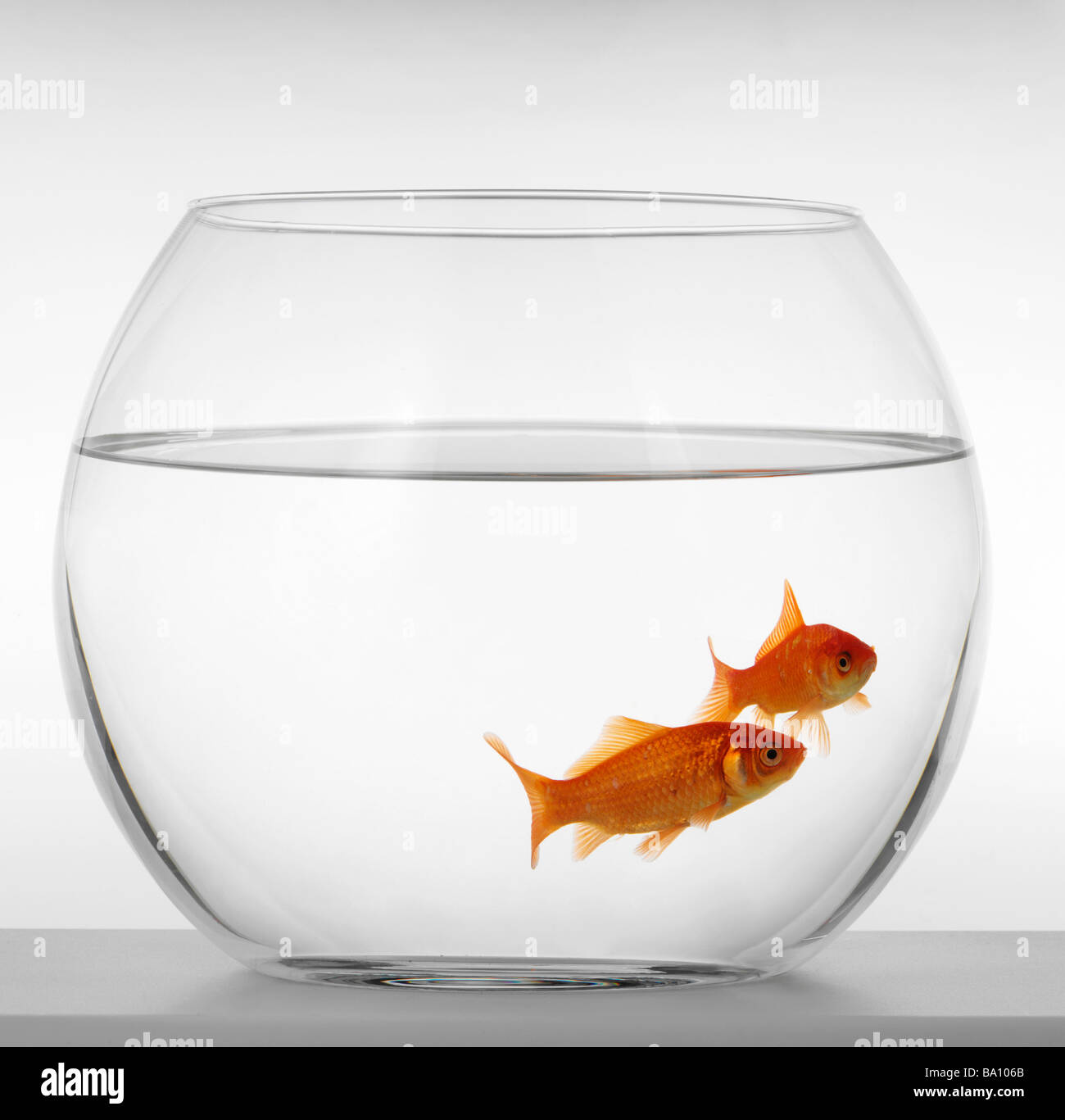 An image of goldfish in aquarium Stock Photo - Alamy