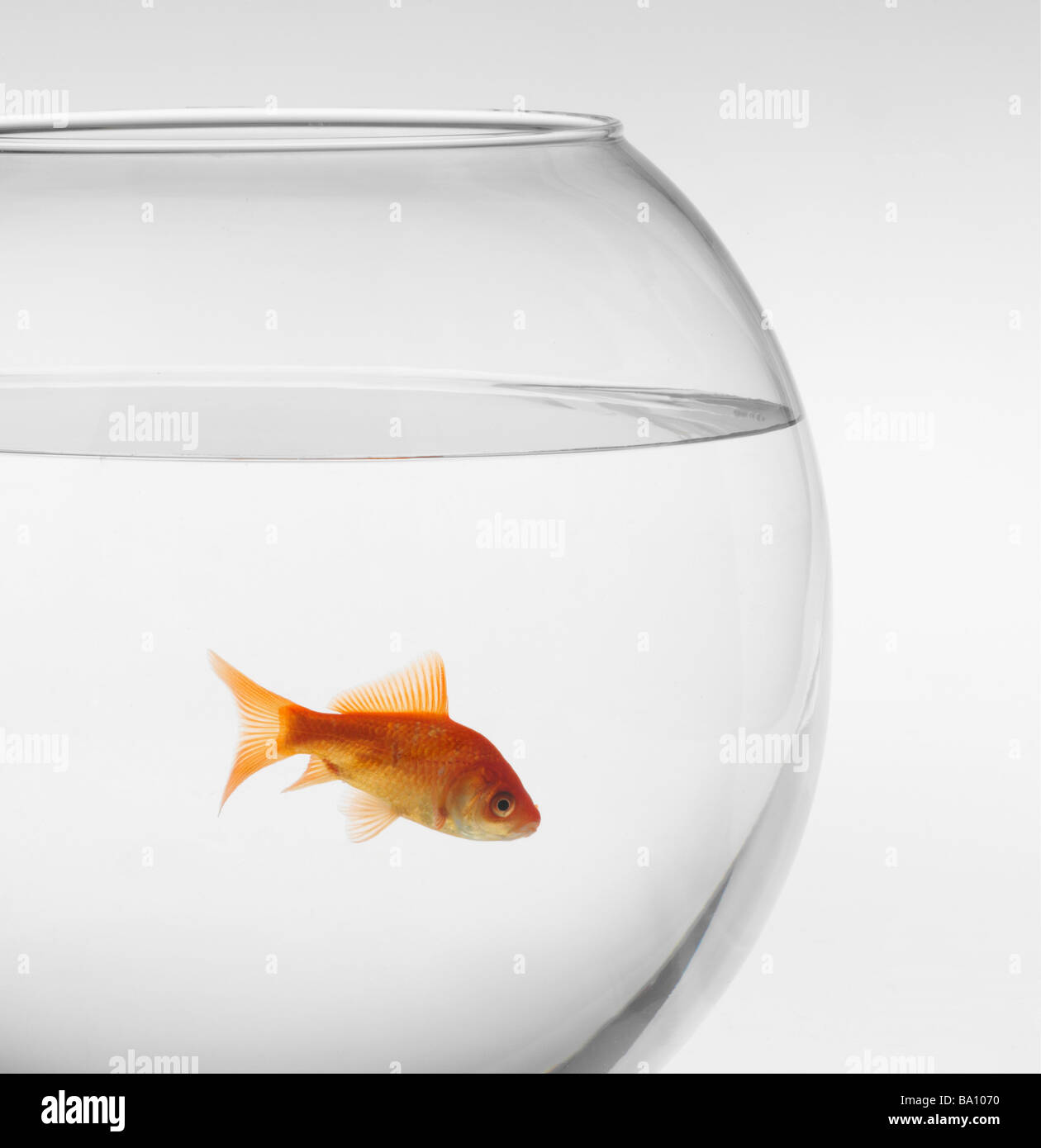 Picture of goldfish in aquarium Stock Photo - Alamy