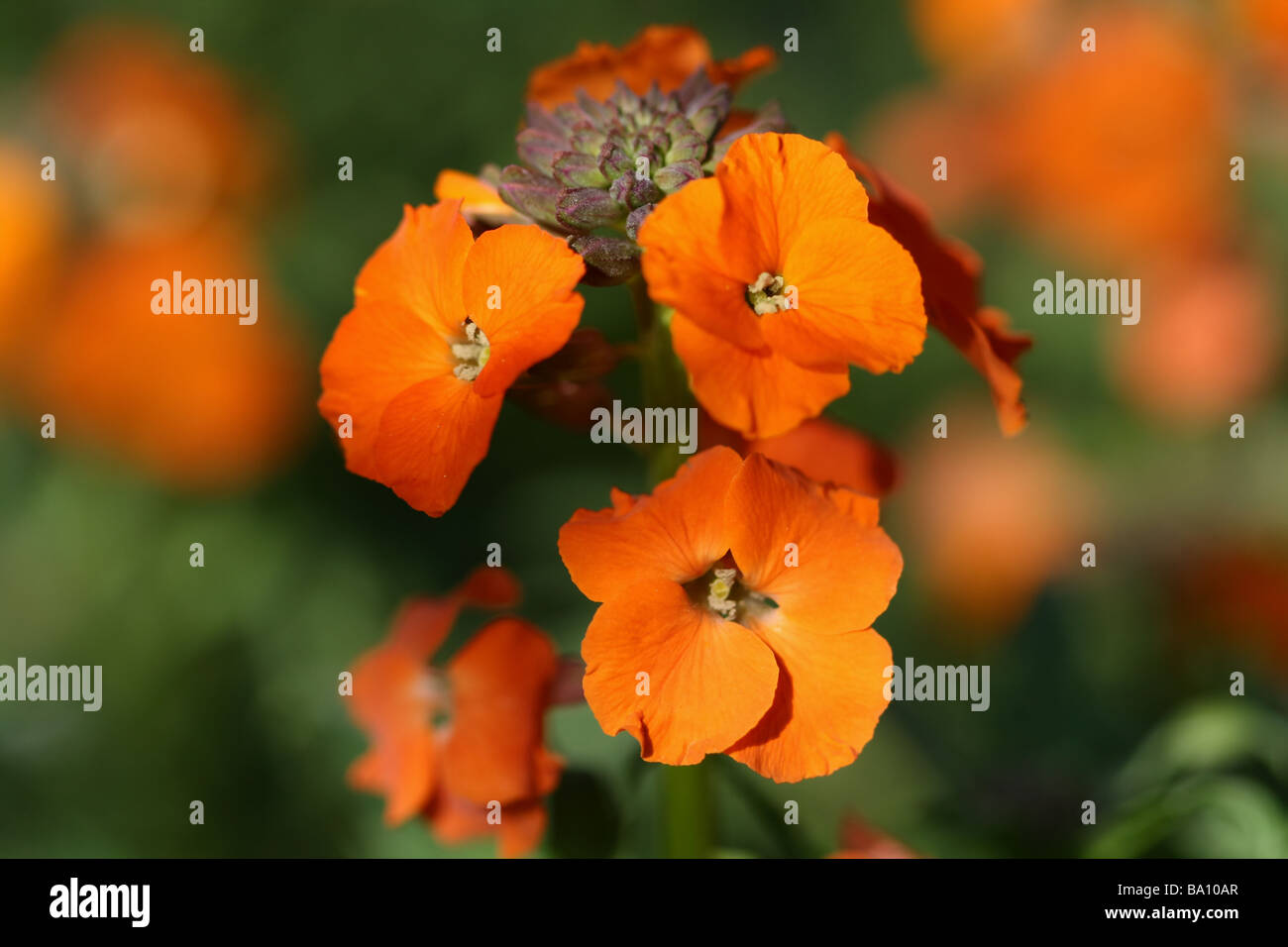 Erysimum,Wall Flower,Orange bloom in close up or macro showing flower detail and structure also in Blue,White Stock Photo