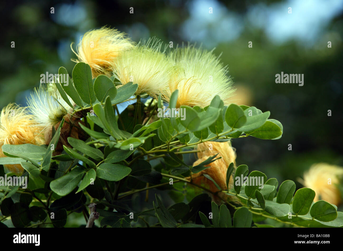Bermuda flowers hires stock photography and images Alamy