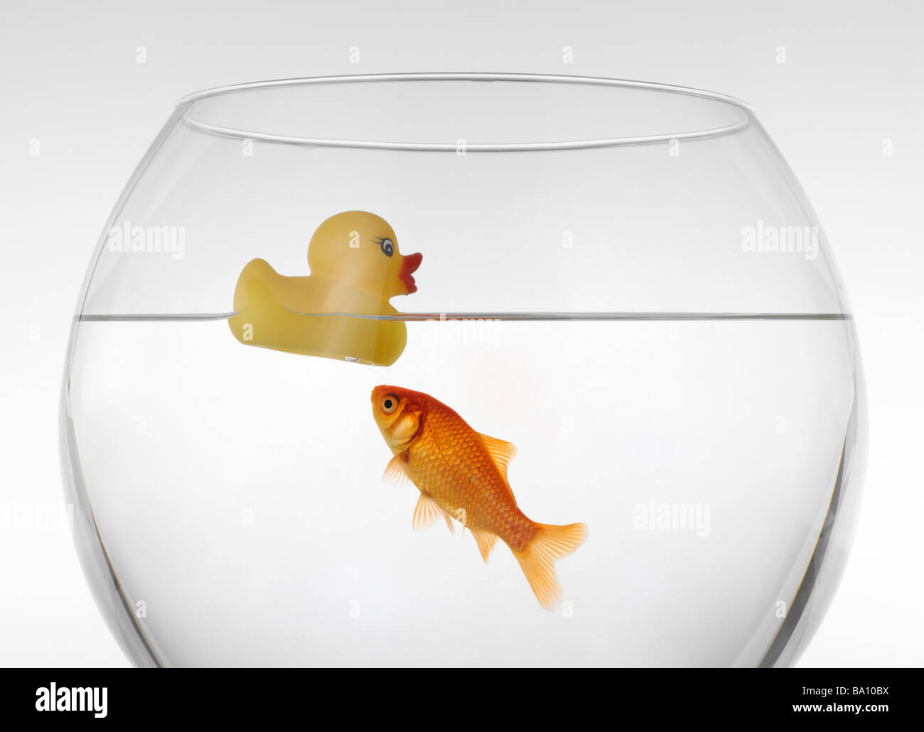 An image of goldfish in aquarium Stock Photo - Alamy