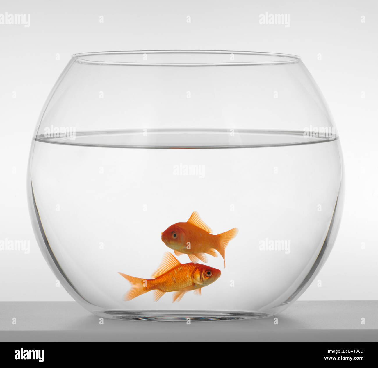 An image of goldfish in aquarium Stock Photo - Alamy