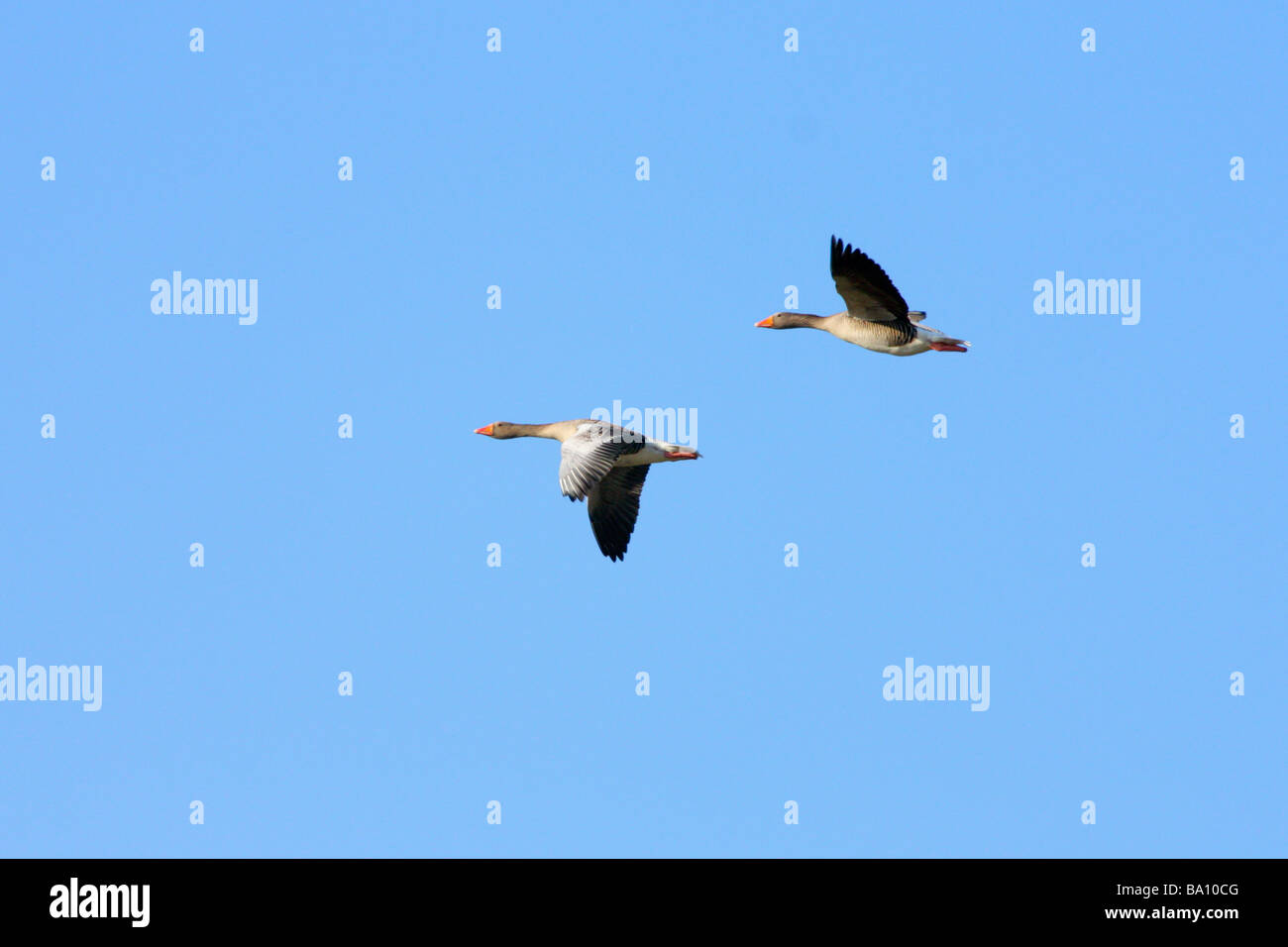 flying geese Stock Photo