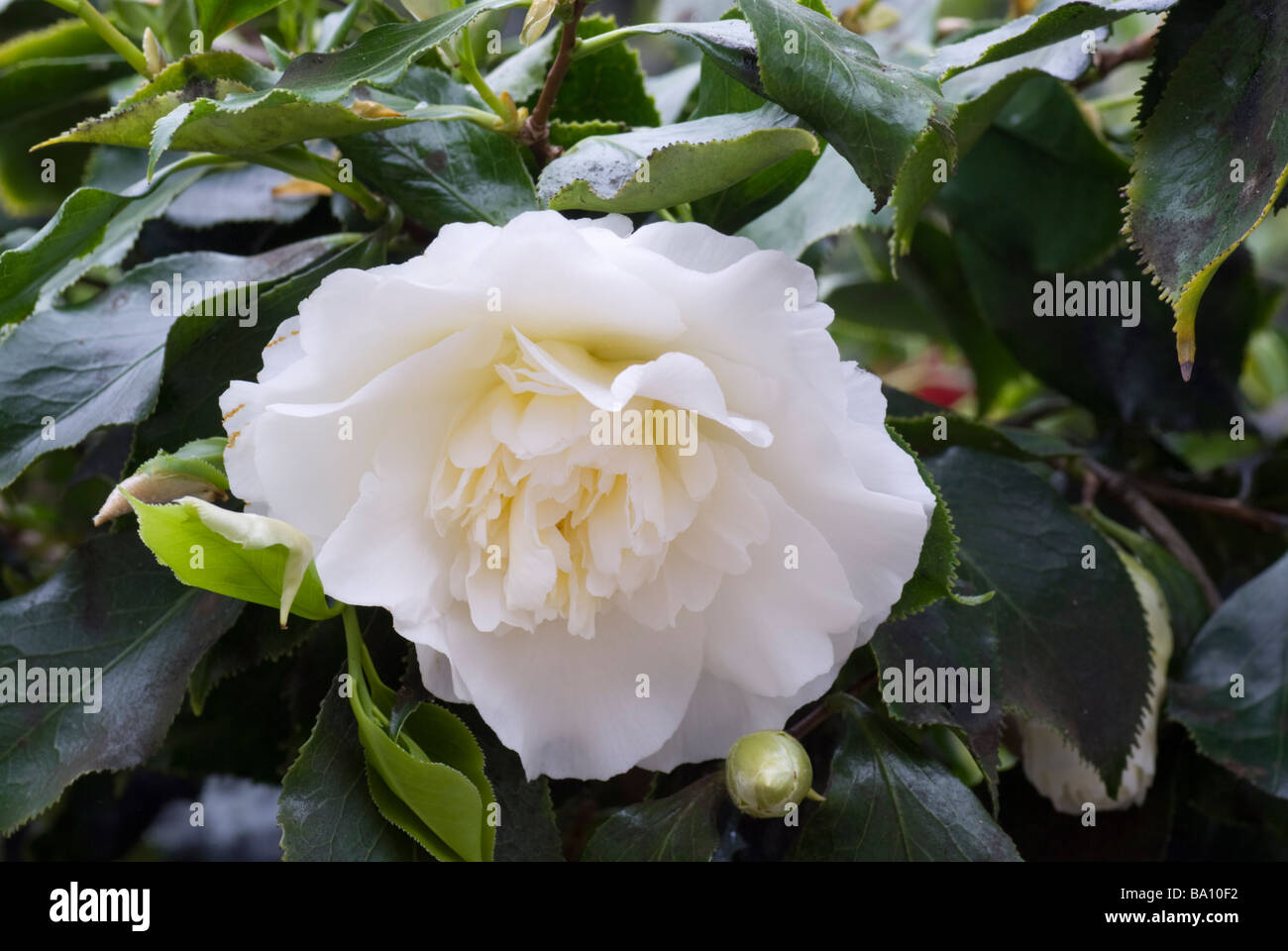 White Camellia Japonica Elegans Champagne Stock Photo