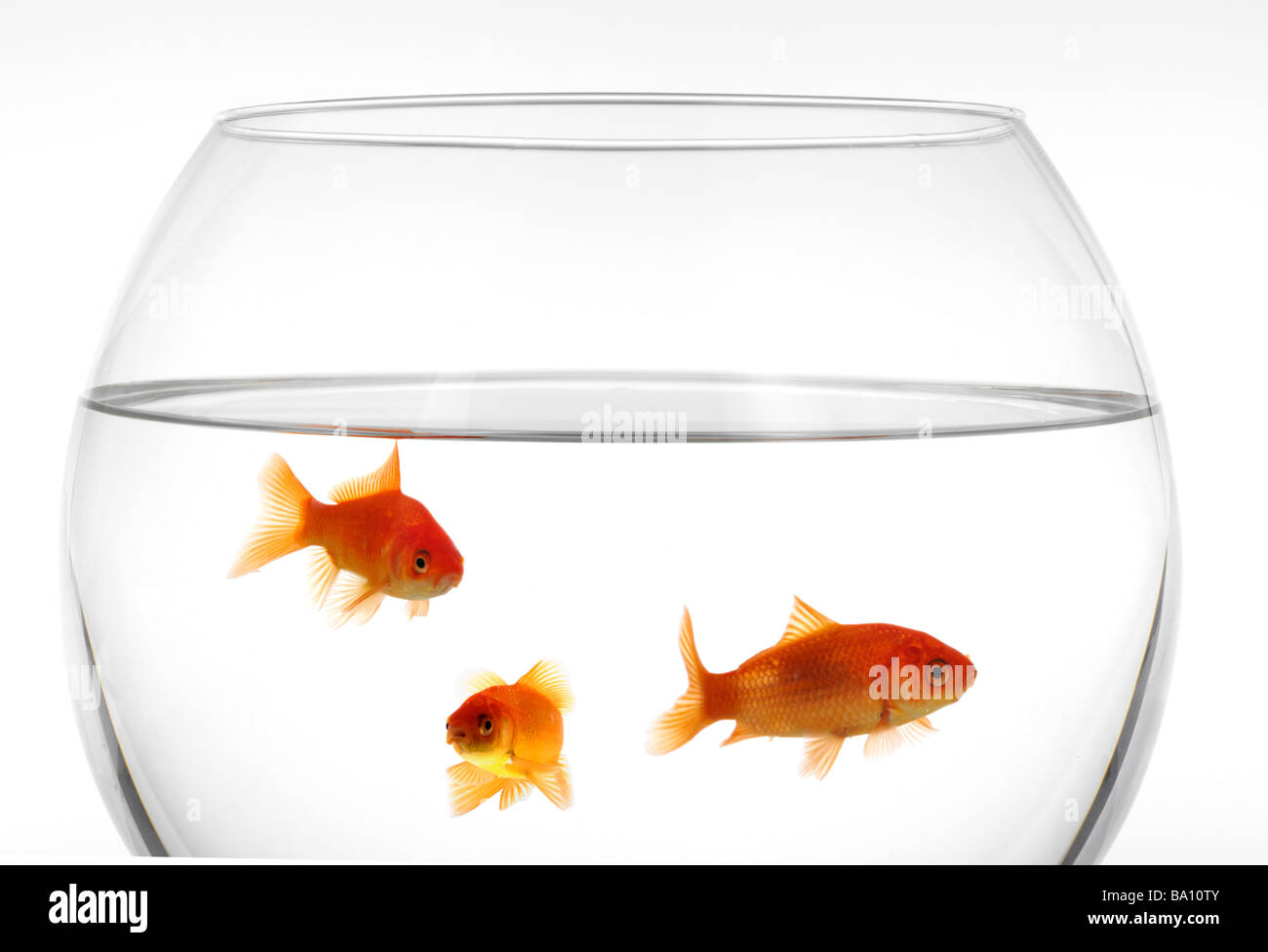 View of goldfish in aquarium Stock Photo - Alamy
