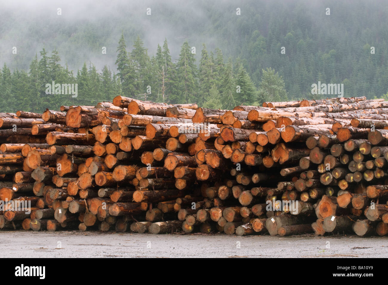 Logging on the Olympic Penninsula Olympic National Park Washington USA Stock Photo