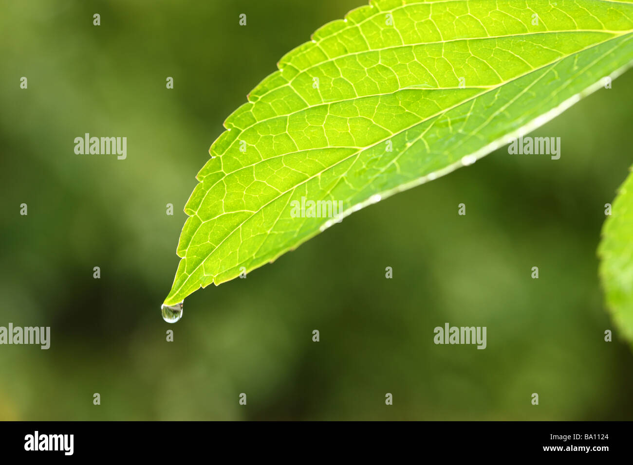 Drip of water on green leaf Stock Photo