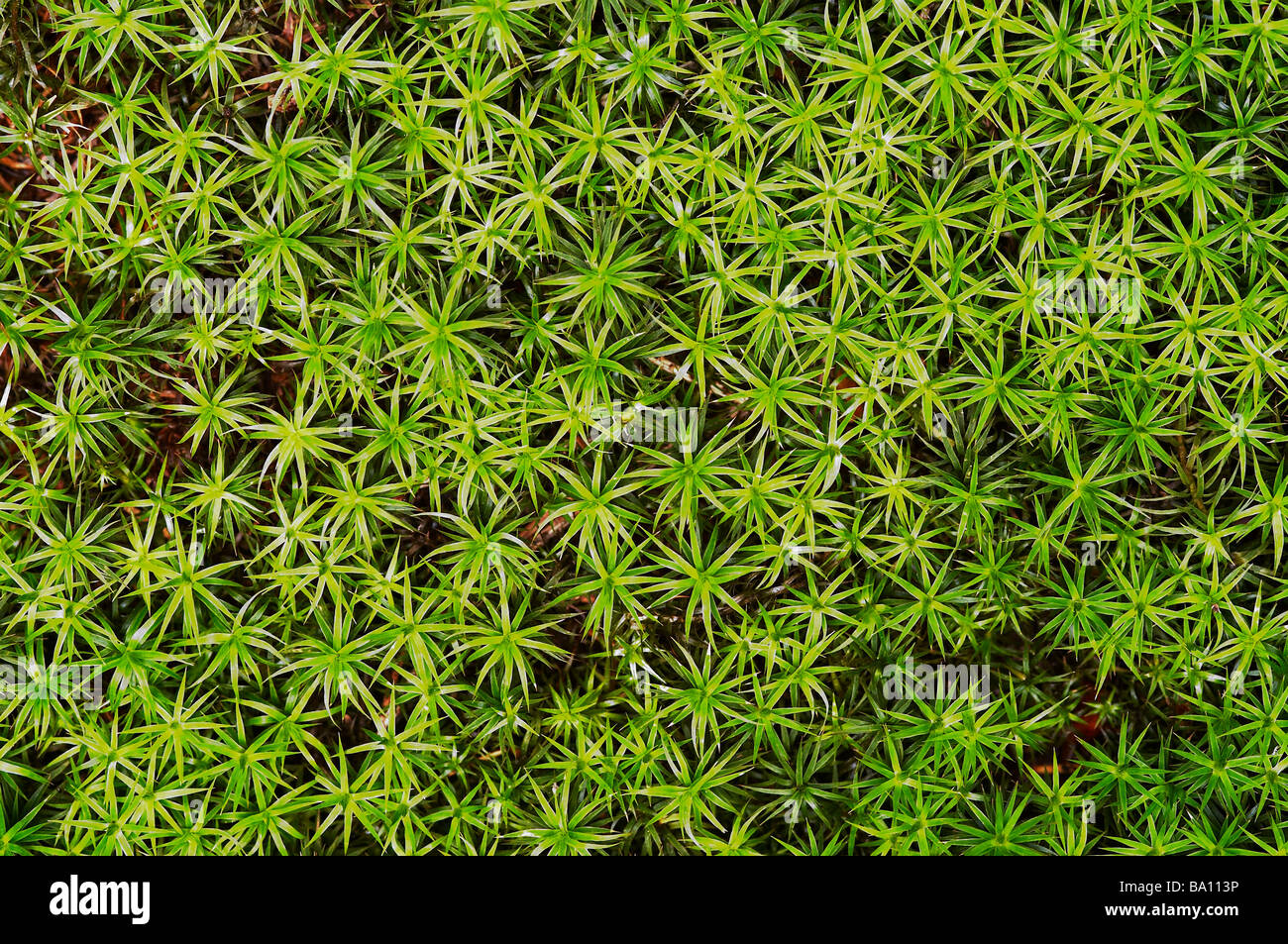 carpet of moss Stock Photo Alamy