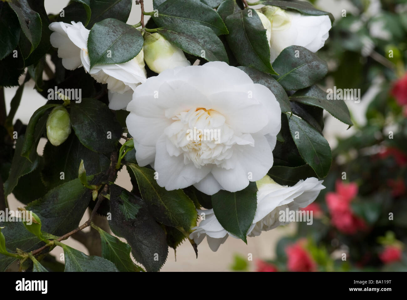 White Camellia Japonica Elegans Champagne Stock Photo