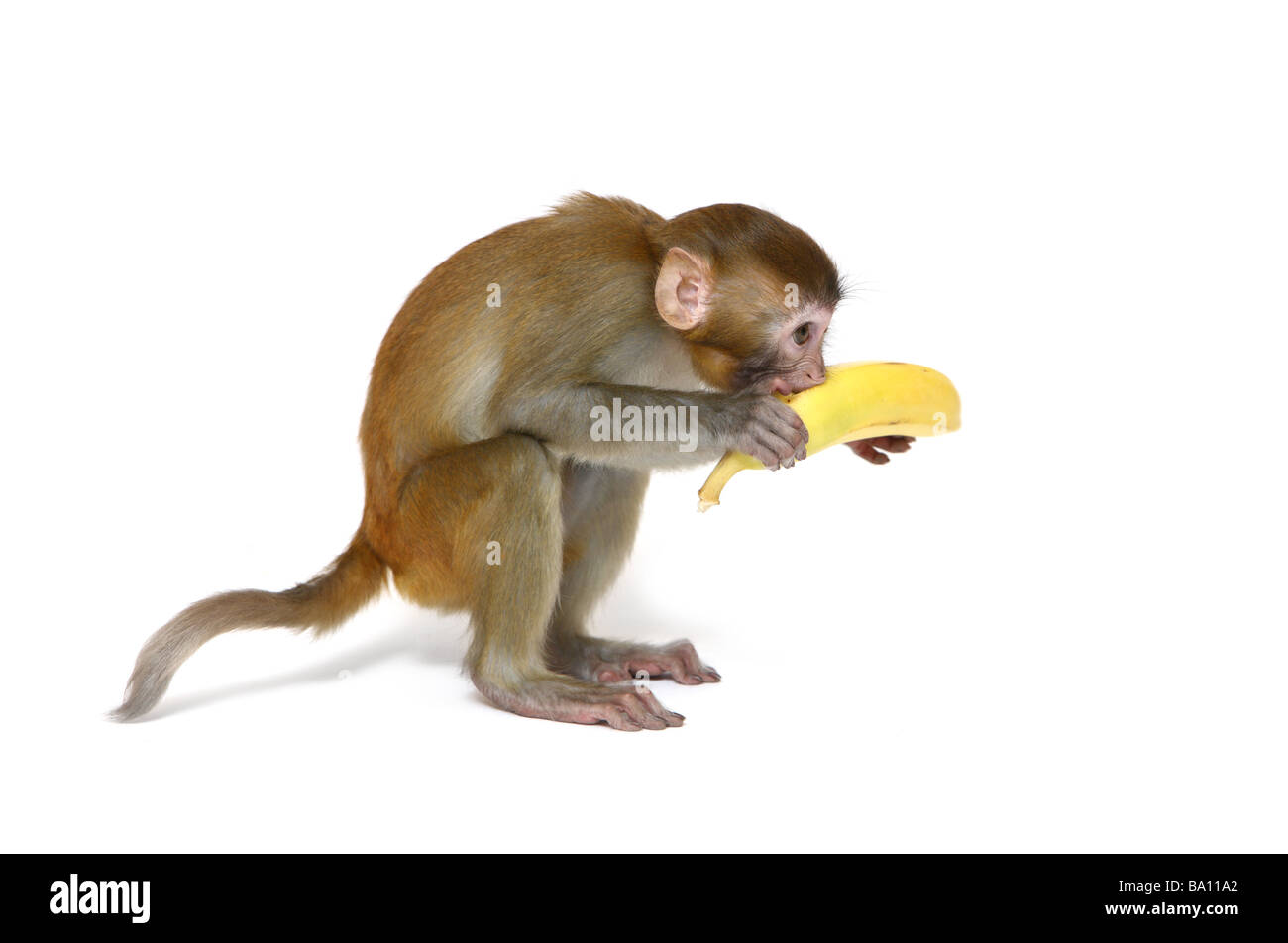 Monkey banana hires stock photography and images Alamy