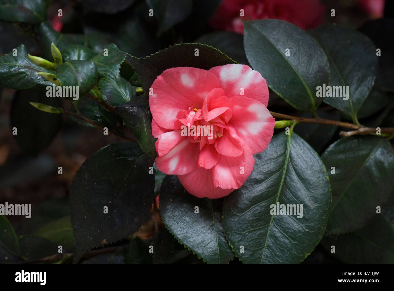 White camellia flower hi-res stock photography and images - Alamy