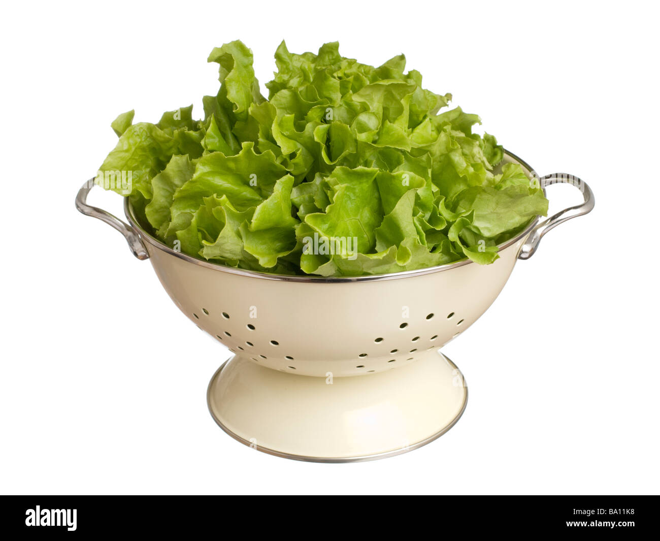 Curly leaf lettuce Stock Photo Alamy