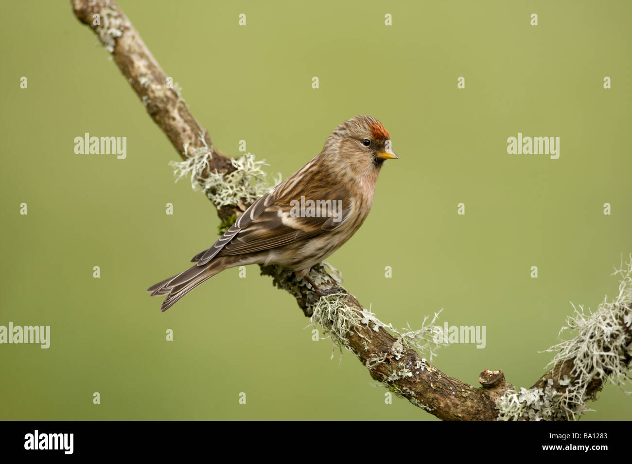 Lesser redpoll, Carduelis cabaret, single bird on branch,  Gloucestershire Stock Photo