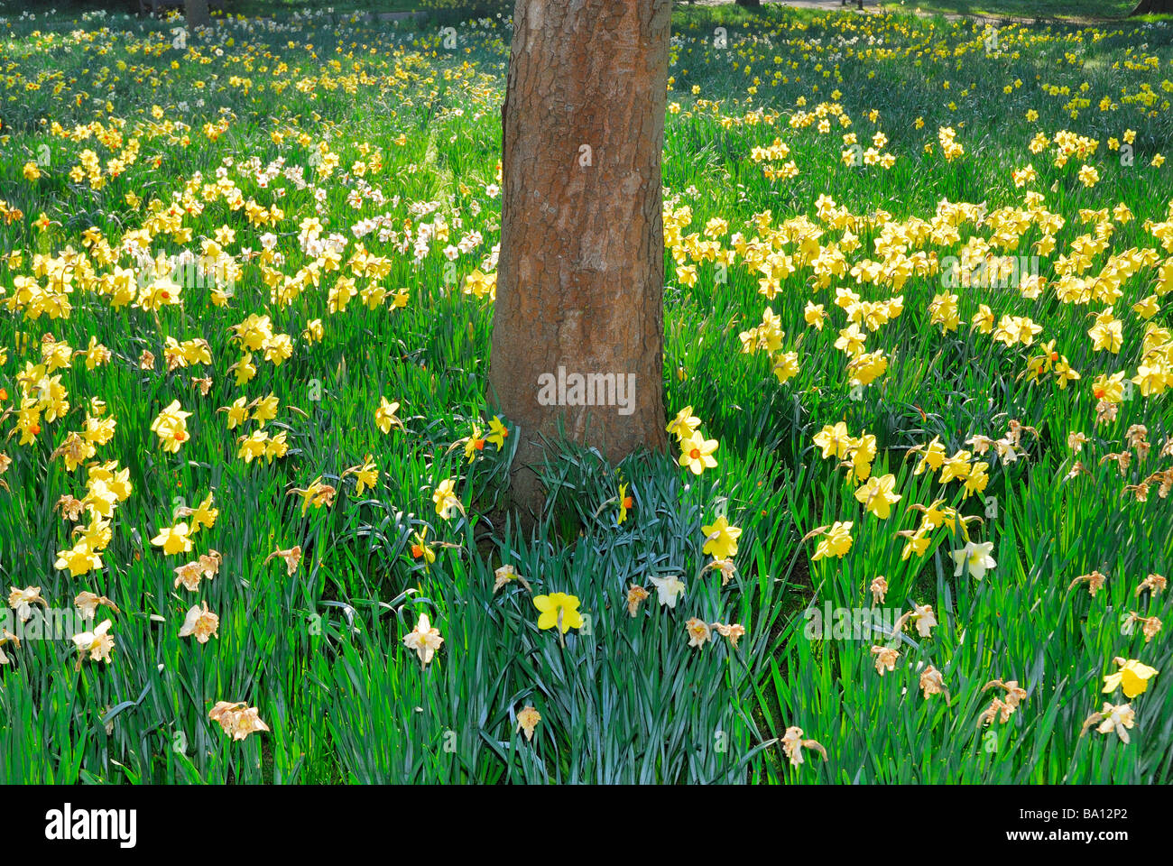 Daffodils around base of tree in a woodland setting England UK Stock