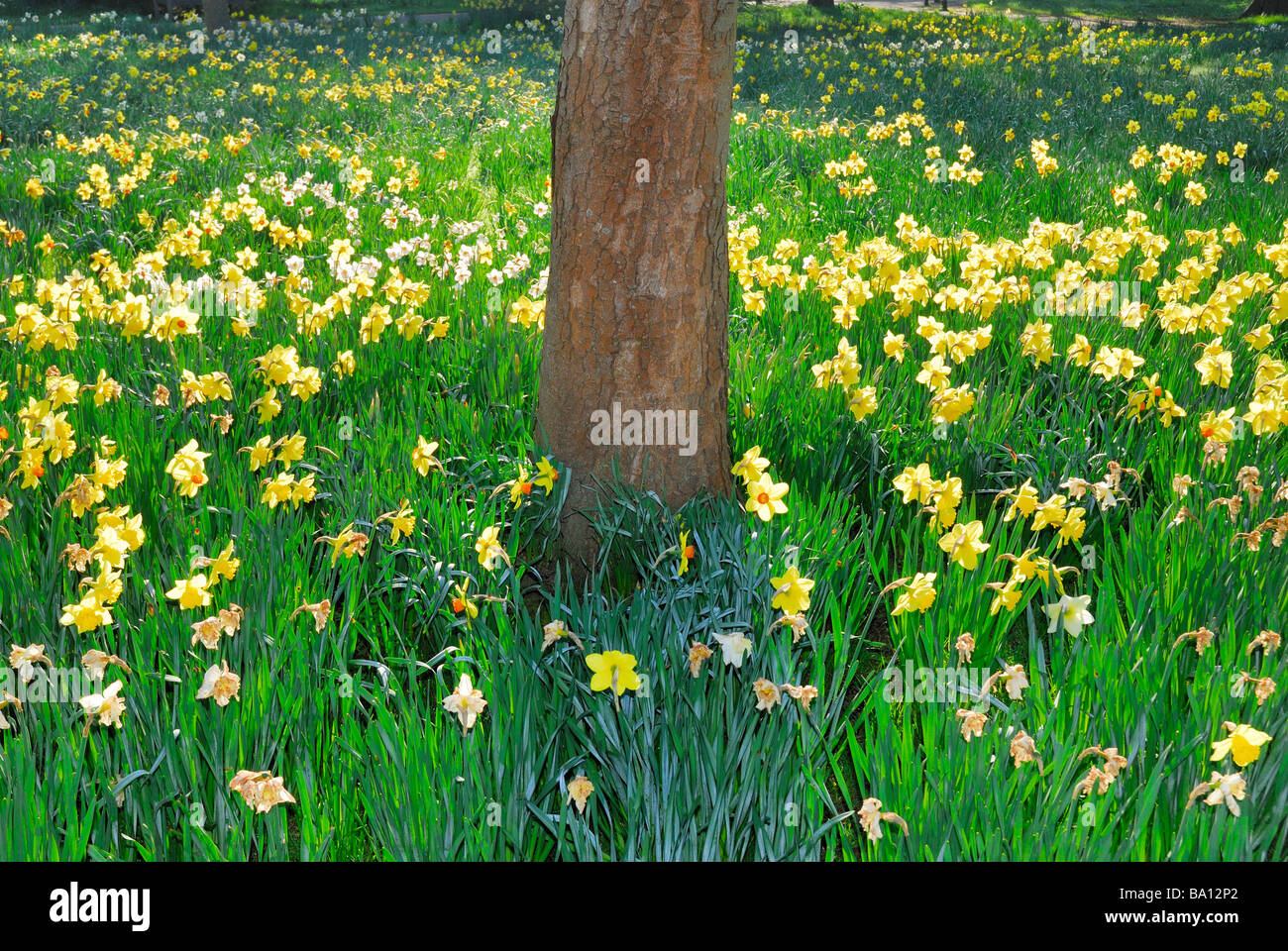 Daffodils around base of tree in a woodland setting England UK Stock Photo