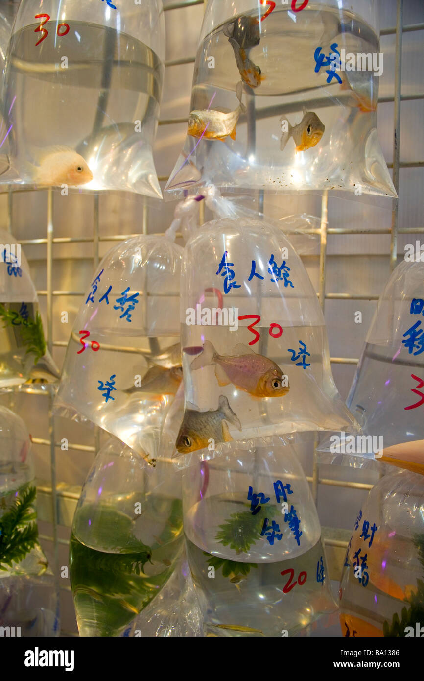 Colourful Fishes In Plastic Bags Full Of Water With Chinese Letters And Written Prices On Them At The Goldfish Market Tung Choi Stock Photo
