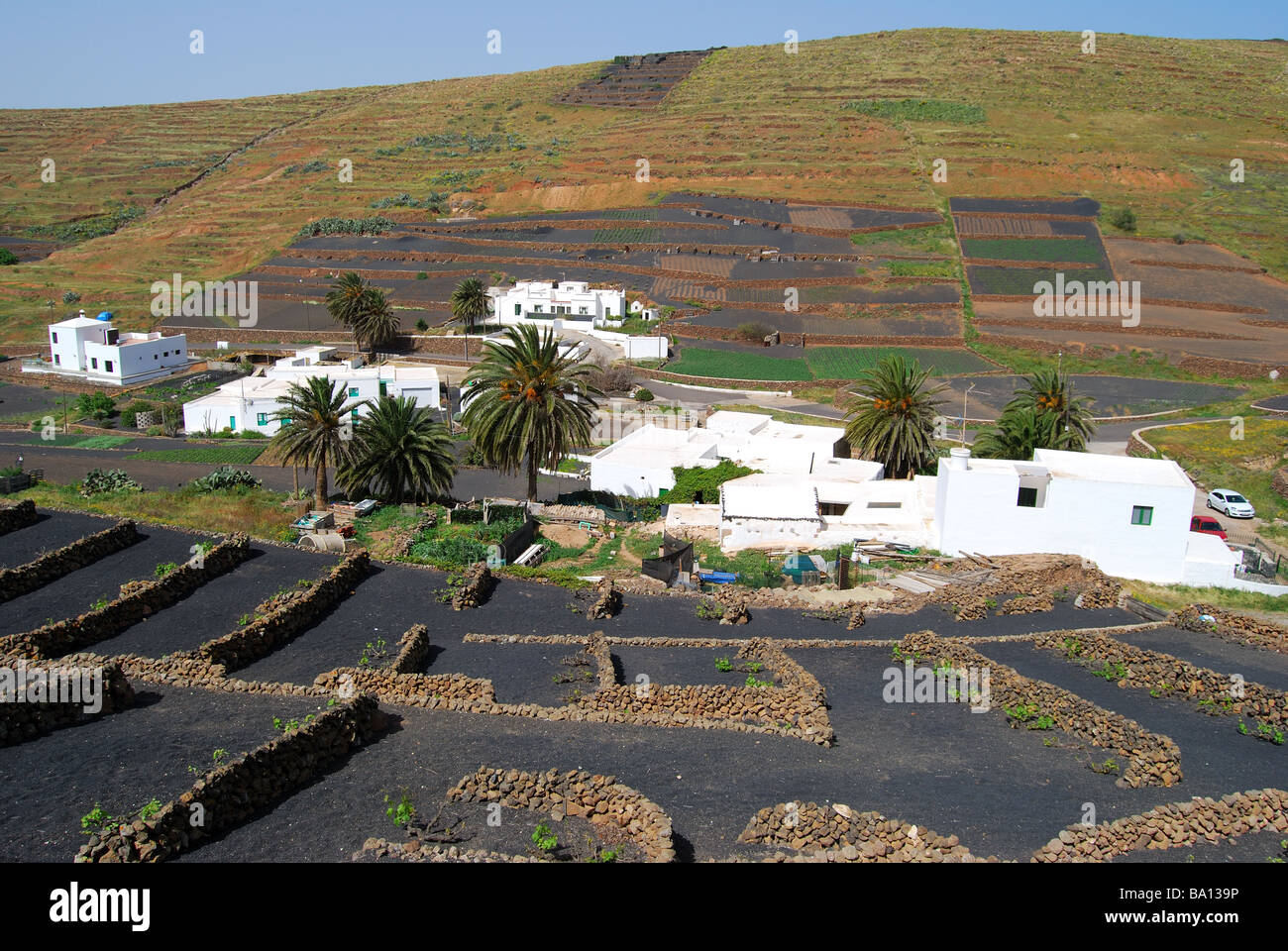 Crops growing in volcanic shelters, Los Valles, Lanzarote, Canary Islands, Spain Stock Photo