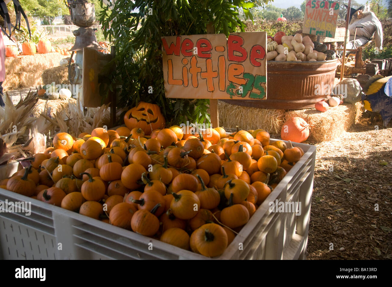 Wee-Be Little Pumpkins for sale at the Summerset Farm in Santa Ynez, California. Stock Photo