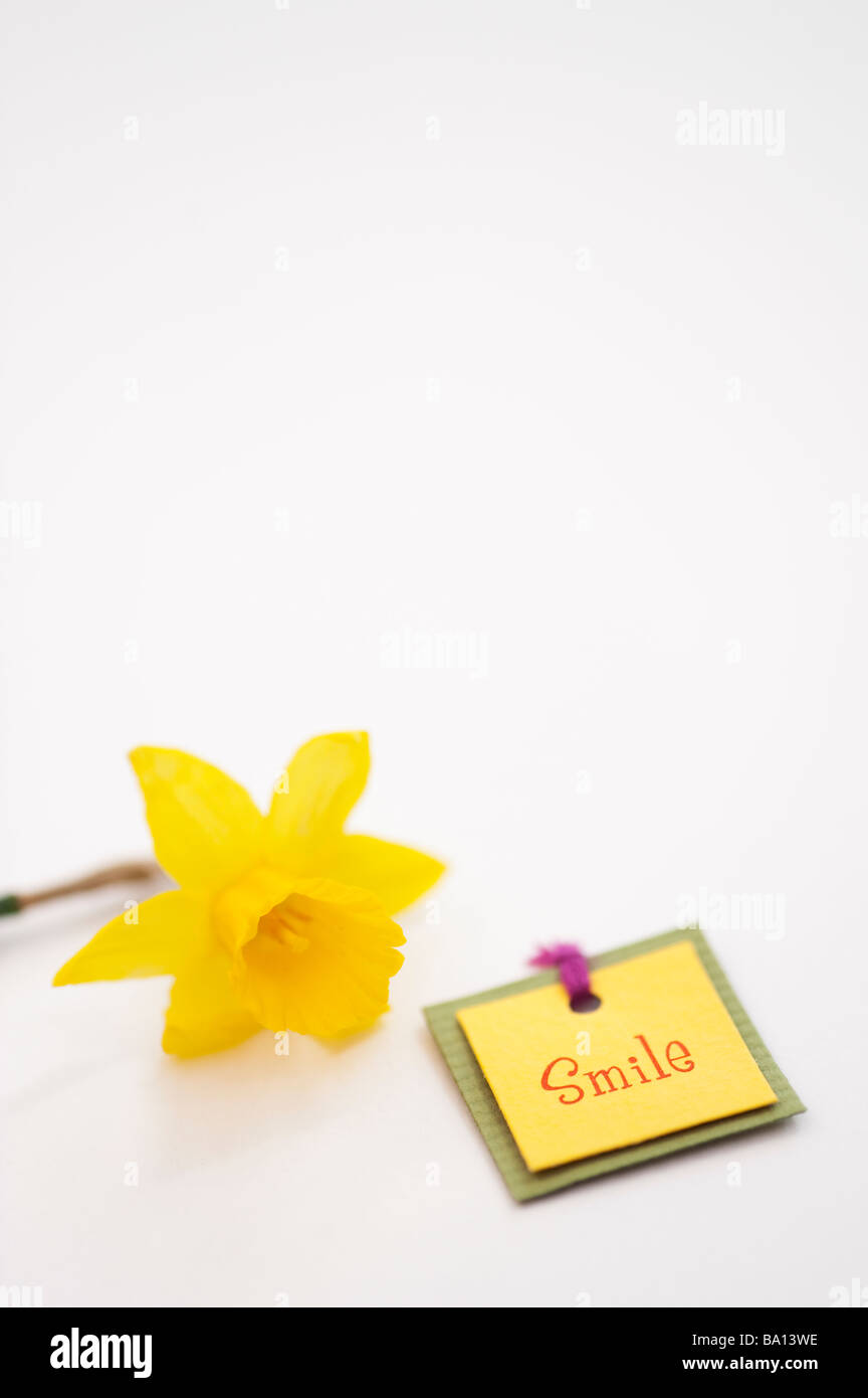 Smile label and daffodil Tete a Tete flower on white background Stock Photo