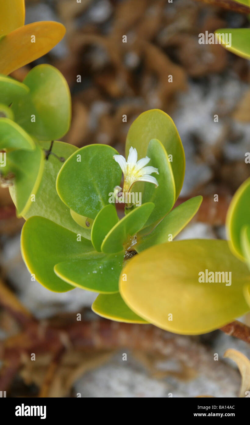 Ink-berry aka Beachberry, Gullfeed, Half Flower or Waxy Bush, Scaevola plumieri, Cerro Brujo, San Cristobal Island, Galapagos Stock Photo