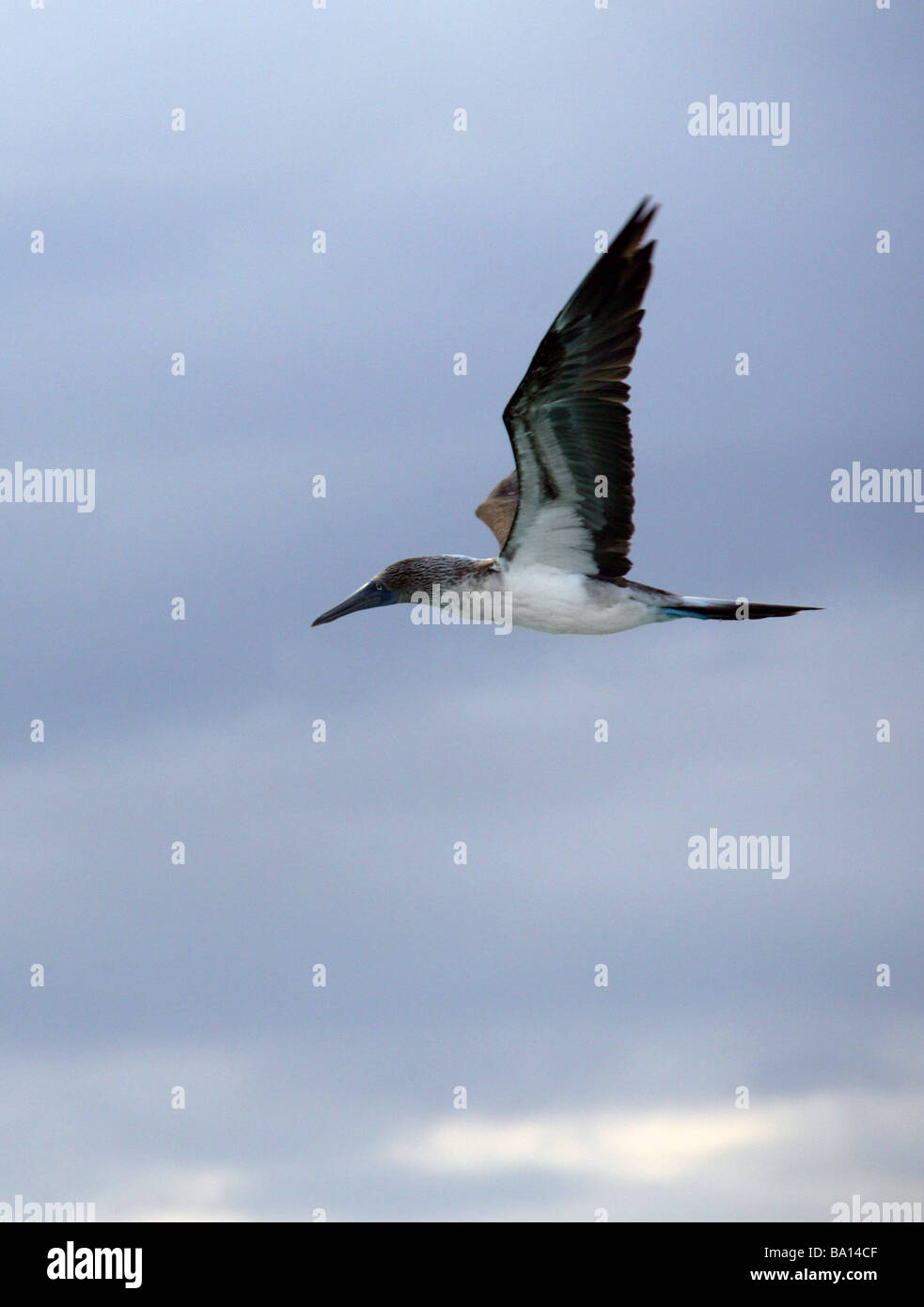 Blue-footed Booby, Sula nebouxii, Sulidae, San Cristobal Island, Galapagos Archipelago, Ecuador, South America Stock Photo