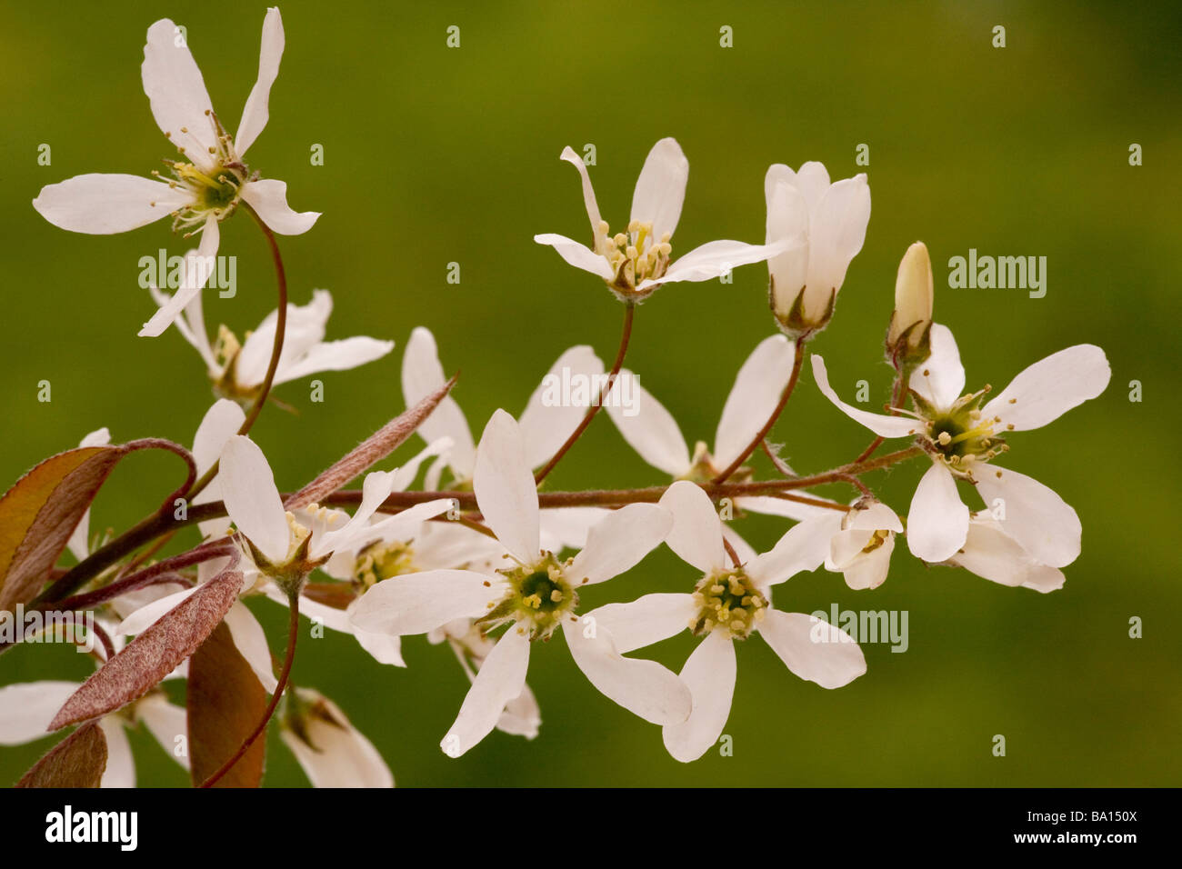 Juneberry Amelanchier lamarckii A canadensis in flower in spring naturalised in Dorset Stock Photo