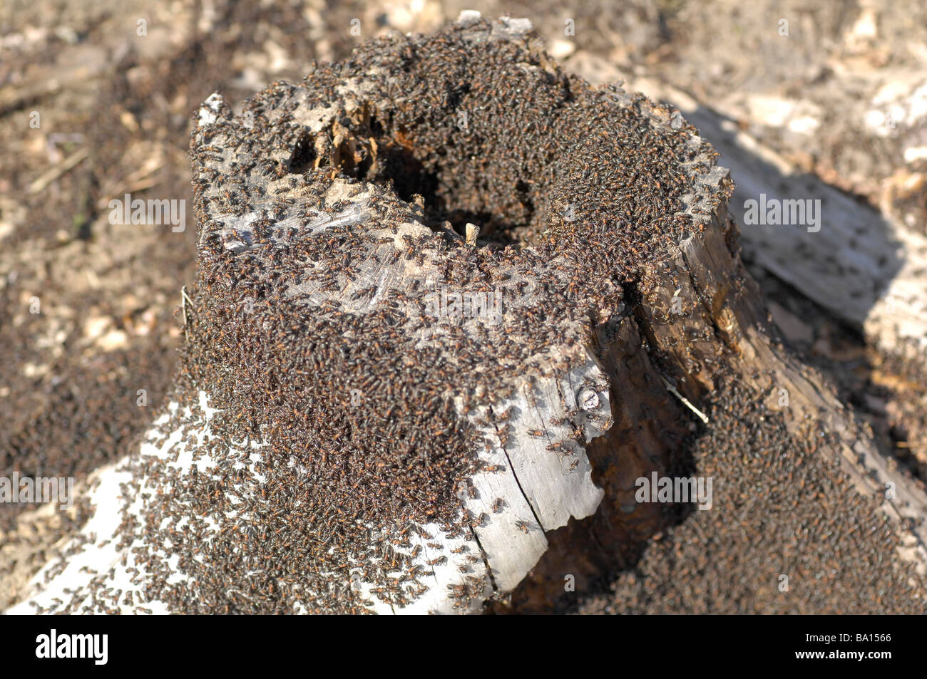 Southern wood ant (Formica rufa) building anthill Stock Photo
