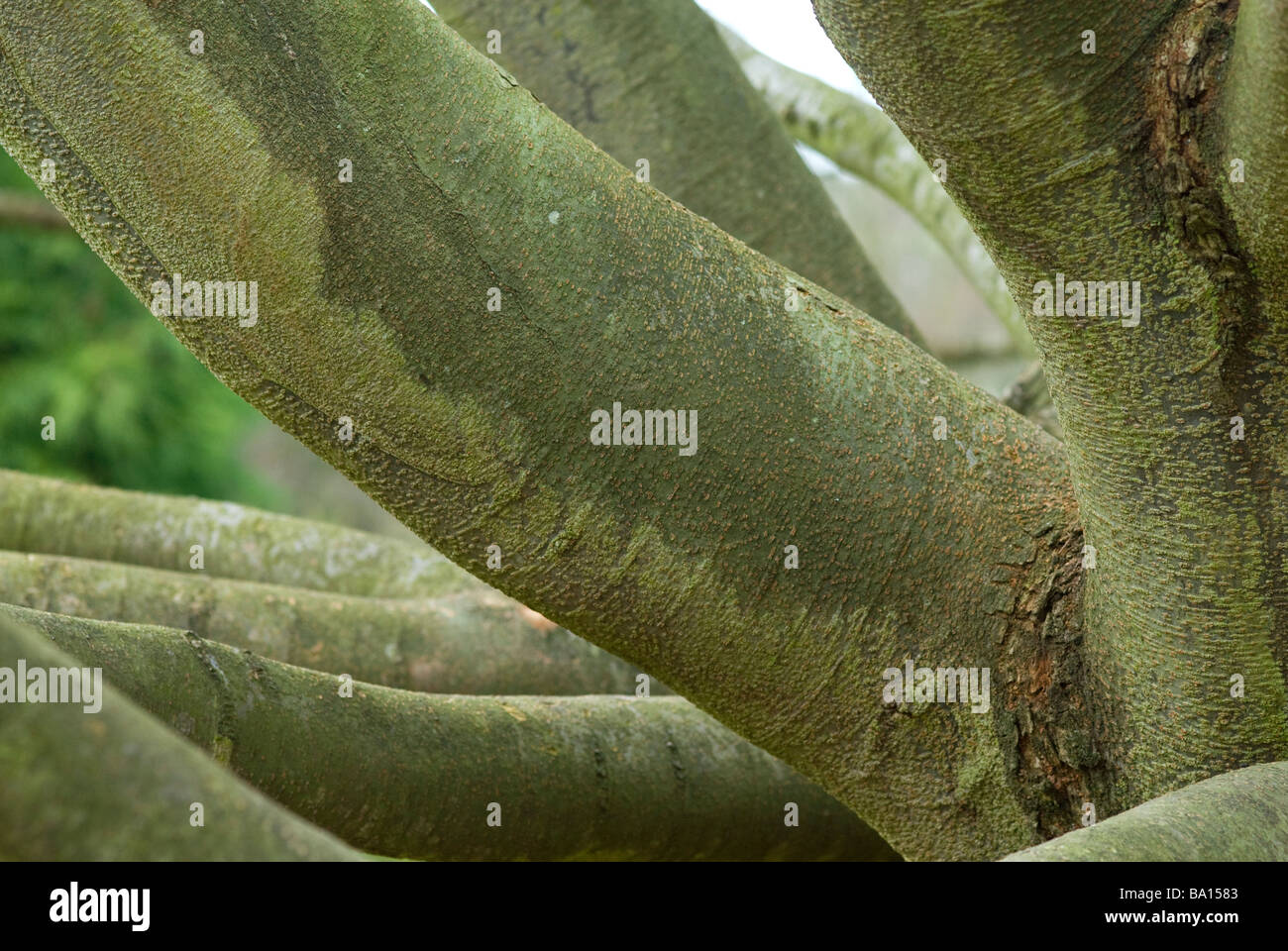 Japanese Elm Tree Stock Photo