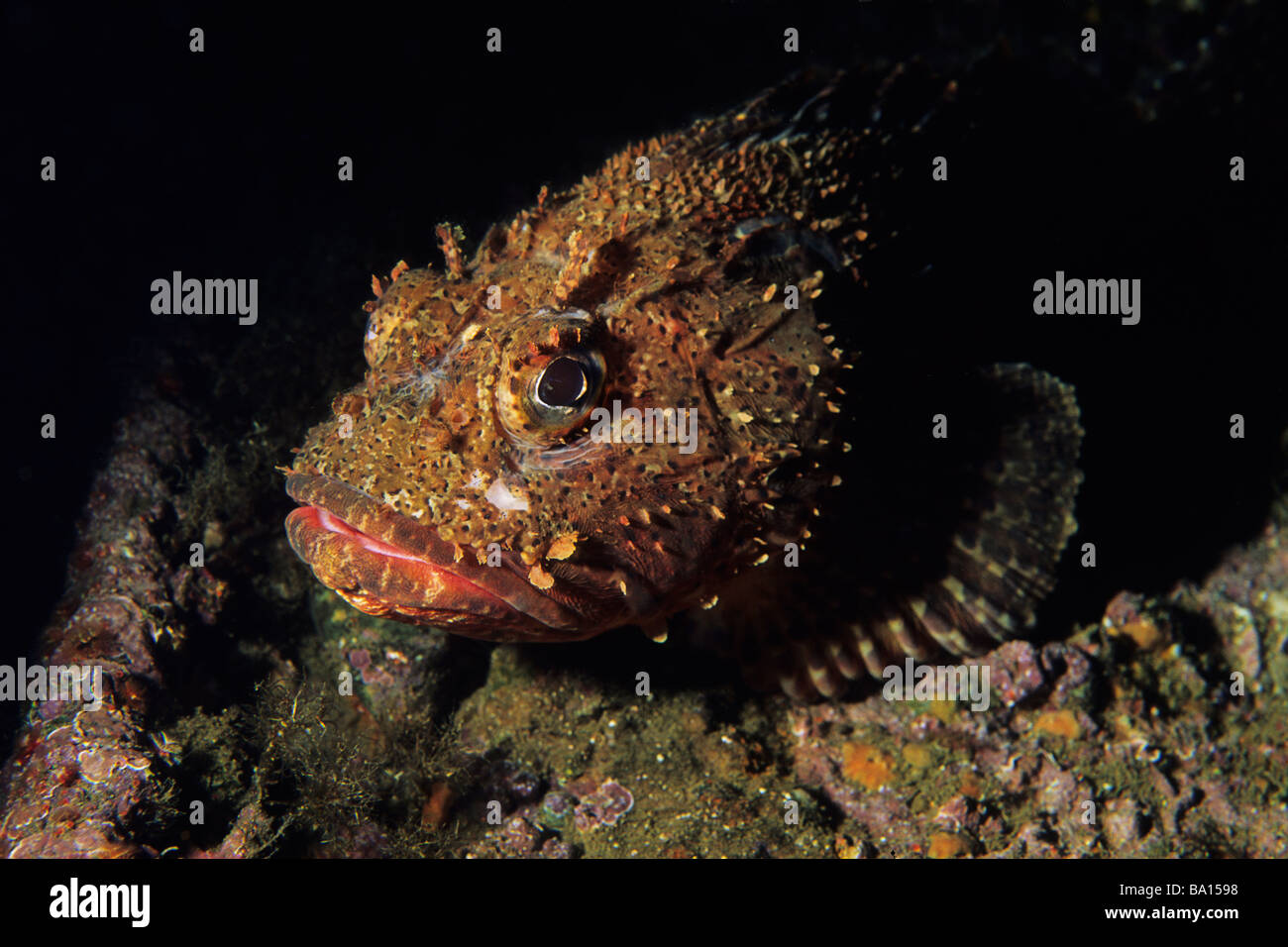 California scorpion fish (Scorpaena guttata) on an artificial reef created by a sunken ship in the California Channel Islands. Stock Photo