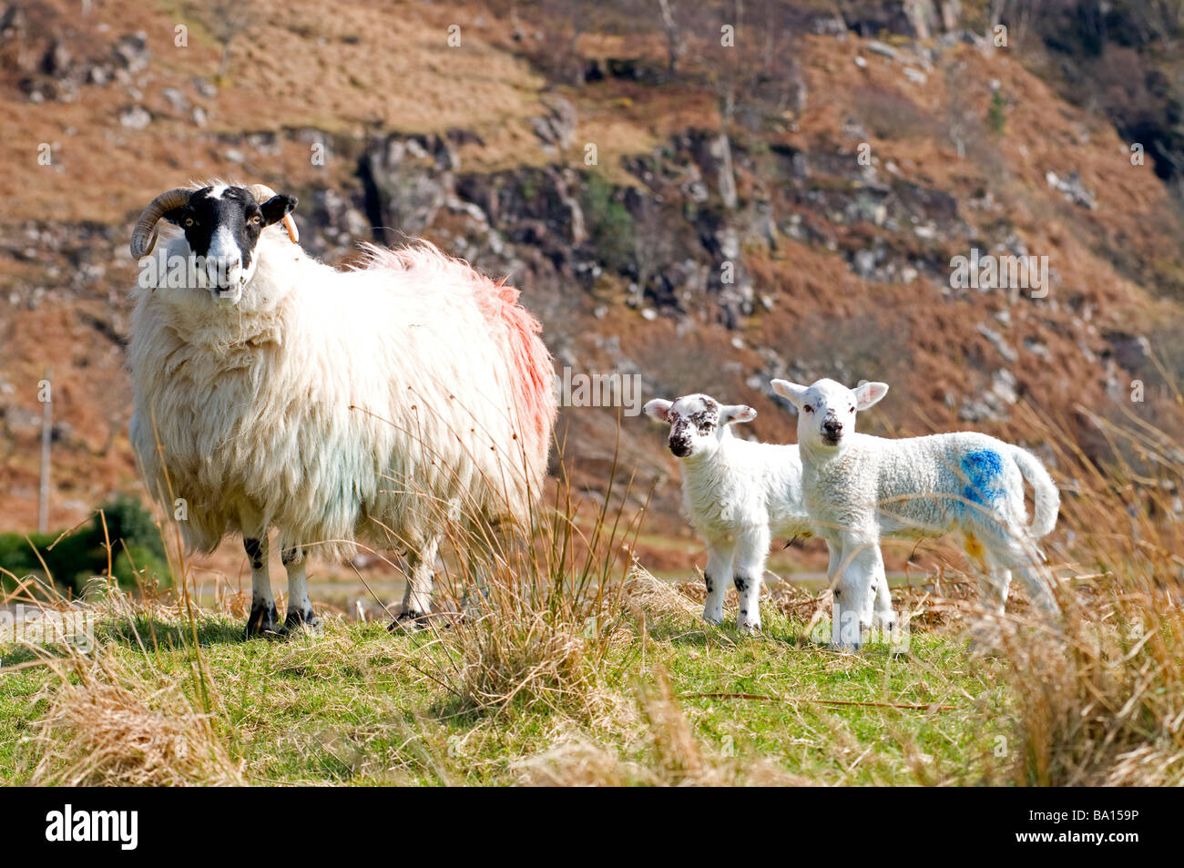 Black faced Ewe and twin lambs on the Scottish West Coast at Applecross Ross-shire Scotland UK     SCO 2274 Stock Photo