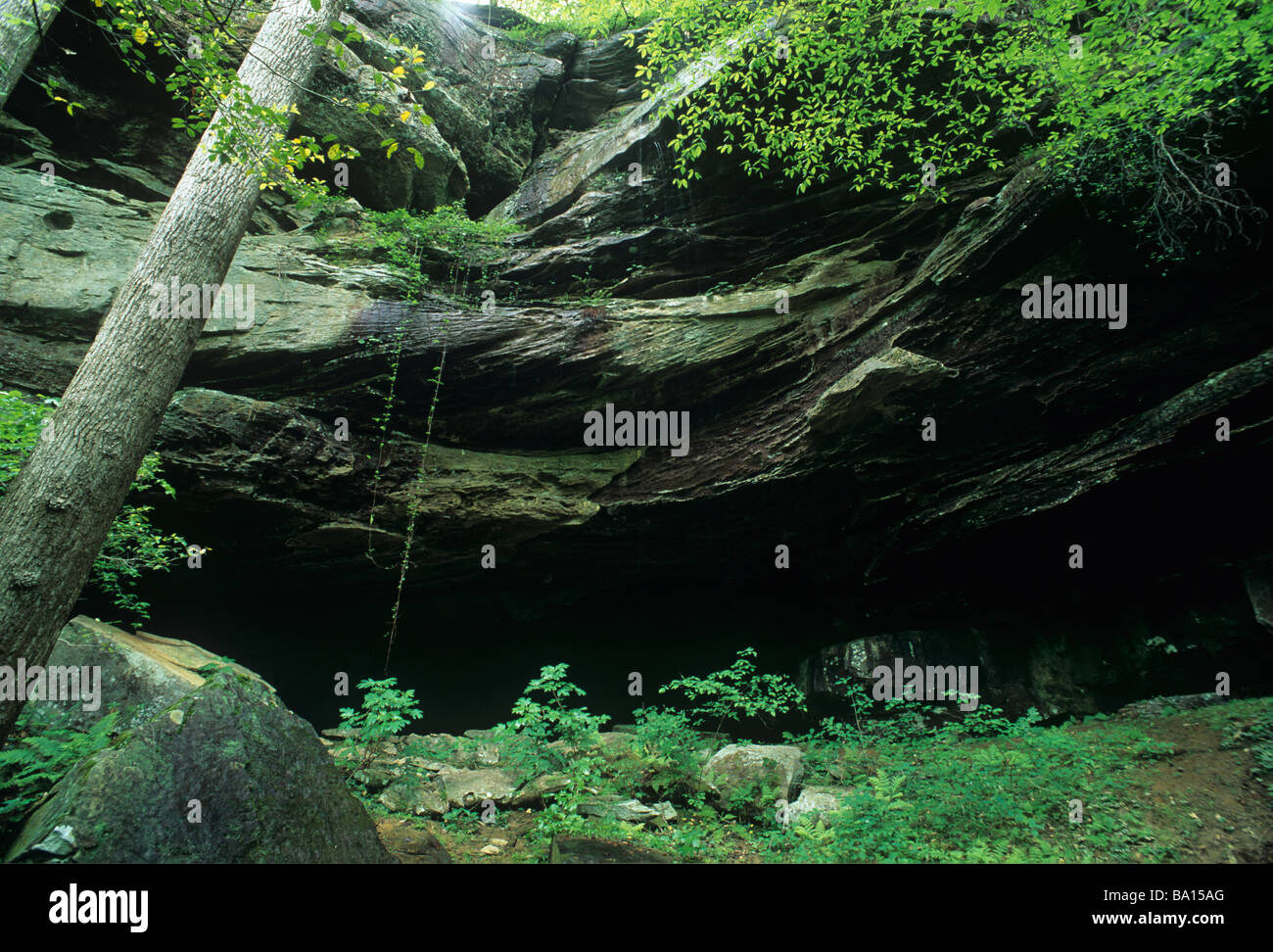 Canyon wall in the Sipsey Wilderness of Bankhead National Forest