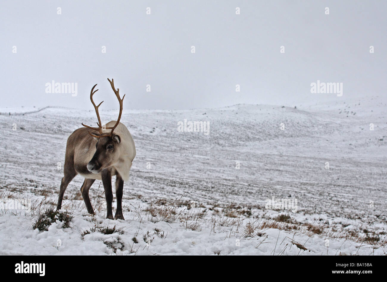 Portrait of Reindeer in snow covered countryside scotland Stock Photo