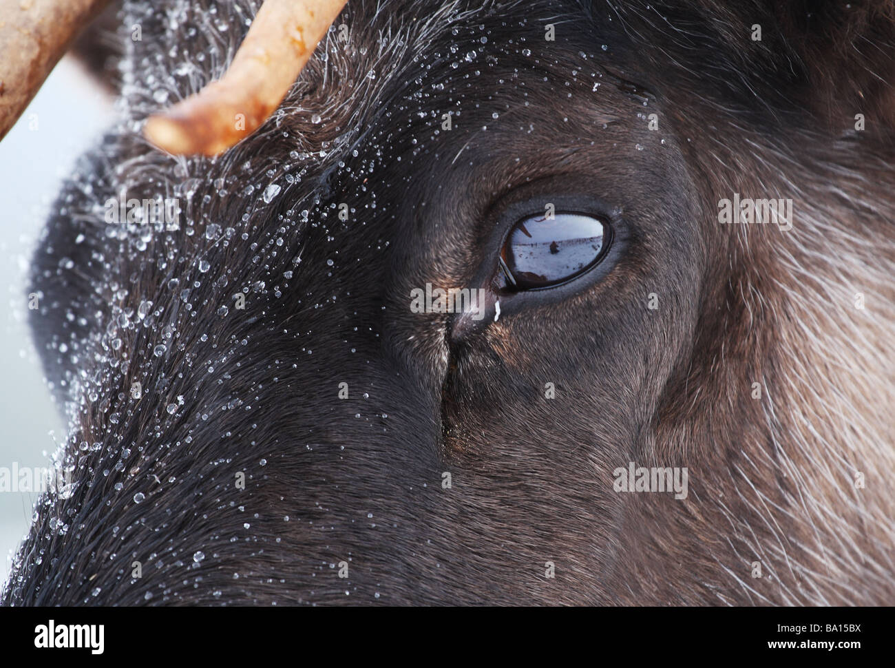 Close up of Reindeer eye in winter snow Stock Photo